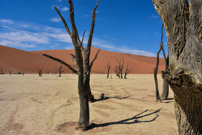 Bare trees at desert against blue sky