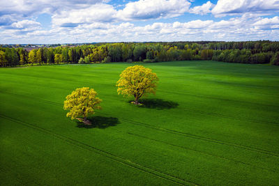 Scenic view of field against sky