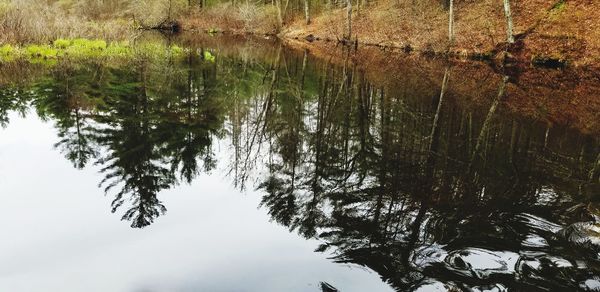 Reflection of trees in lake against sky