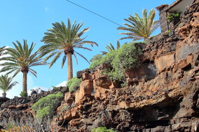 Low angle view of palm trees against clear sky