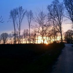 Bare trees on landscape at sunset