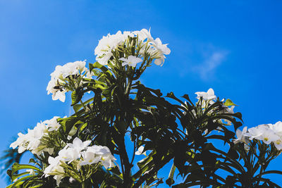Low angle view of flowering plant against blue sky
