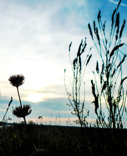 Close-up of silhouette plants against sky during sunset