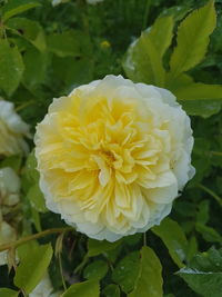 Close-up of yellow flowering plant