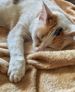 Close-up of cat resting