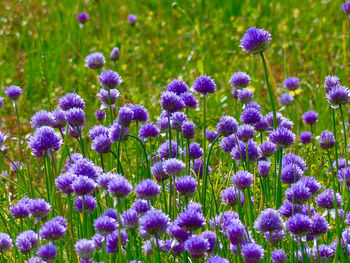 Close-up of purple flowers blooming in field
