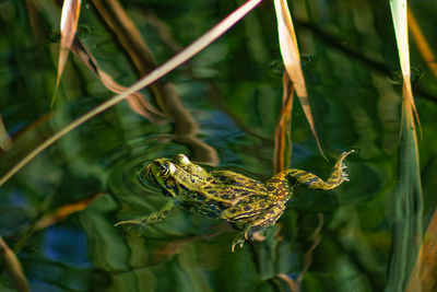 Close-up of grob in water