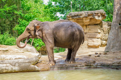 Elephant standing by pond against trees