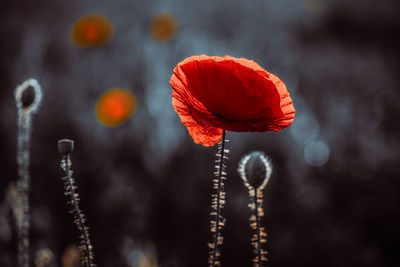 Close-up of red poppy flower