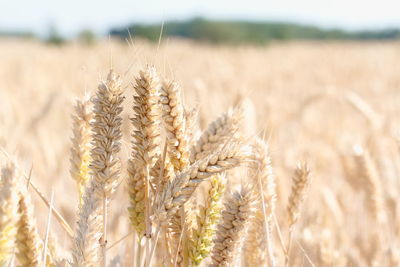 Harvest Summer