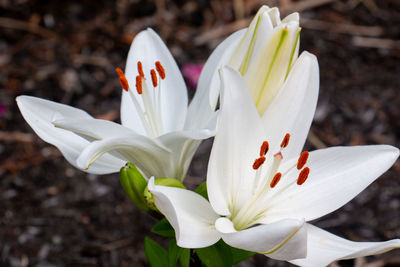 Sunlit white lily