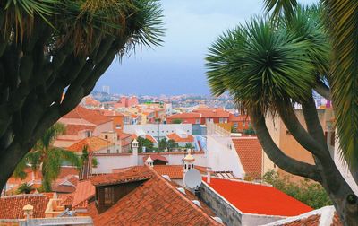 High angle view of palm trees and buildings in town