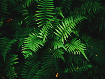 Fern leaves on dark background in jungle. dense dark green