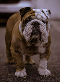 Close-up of dog outdoors