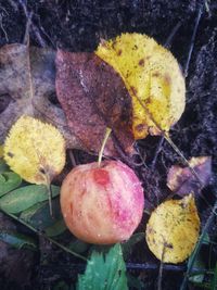 Close-up of autumn leaves