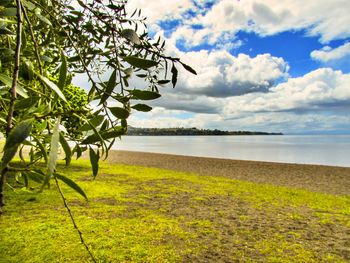 Tree by sea against sky