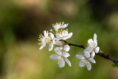 Close-up of white cherry blossoms in spring