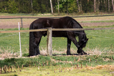 Horse grazing in a field