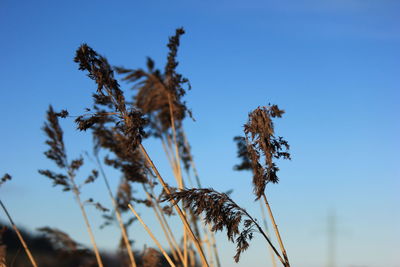 Low angle view of plants against blue sky