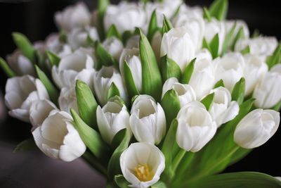 Close-up of white tulips