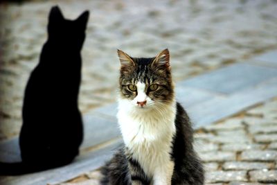 Portrait of cat sitting outdoors