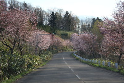 View of cherry trees along road