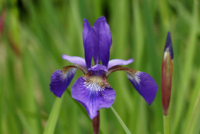 Close-up of purple iris flower