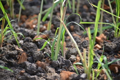 soil