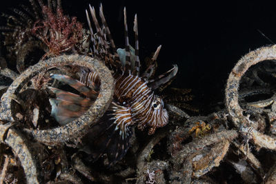 Full frame shot of coral swimming in sea