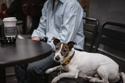 Portrait of dog resting by man sitting at cafe