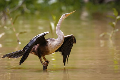 Bird flying over lake