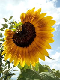 Close-up of sunflower blooming against sky