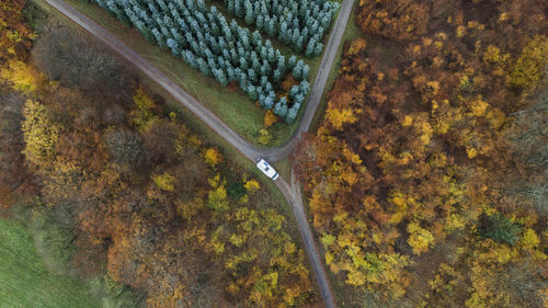 Car on road amidst trees in forest