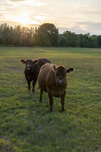 Cows on field