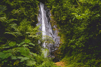 Scenic view of waterfall in forest