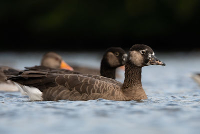 Close-up of duck swimming in lake