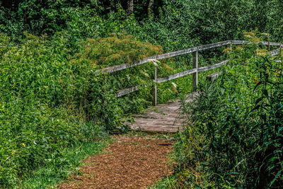Plants growing in forest