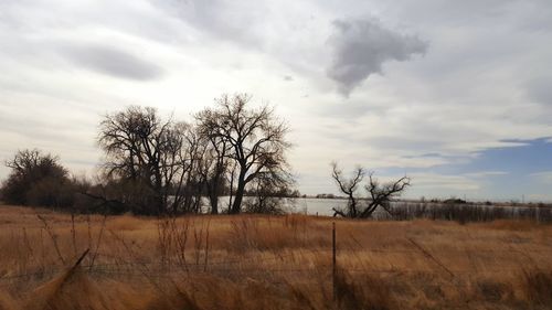 Bare trees on field against sky