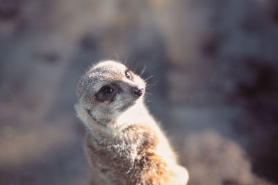 Close-up of meerkat