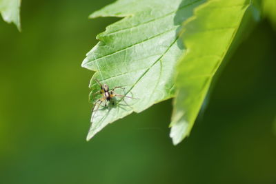 Close-up of insect on leaf