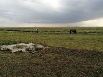 Horses in a field