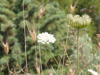 Close-up of wheat growing on field