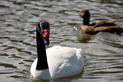 Swan swimming in lake