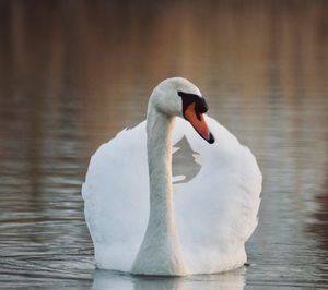 Close-up of swan swimming in lake