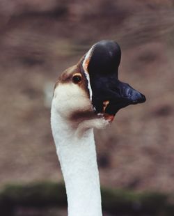 Close-up of swan