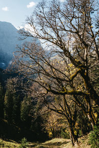 Low angle view of trees against sky