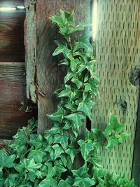 Close-up of ivy on wood