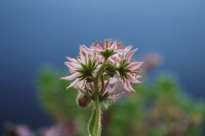 Close-up of pink flowering plant