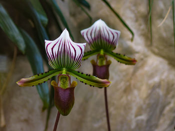 Close-up of purple flowering plant