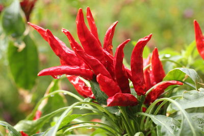 Close-up of red flower